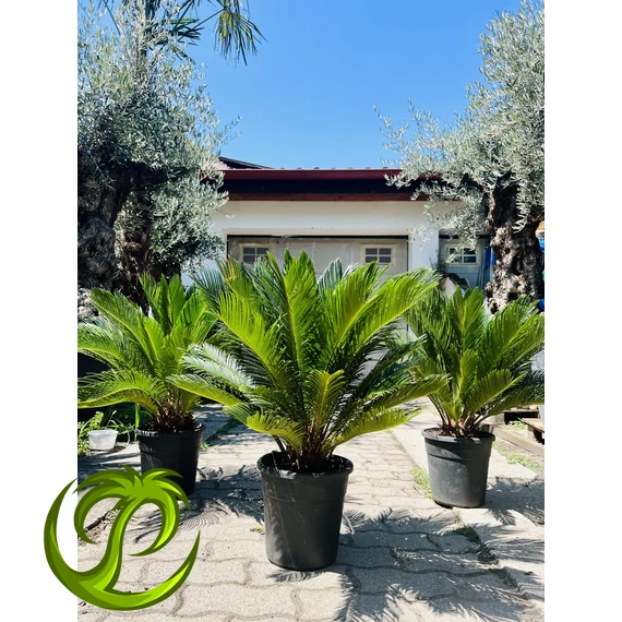 Cycas Revoluta 70-90cm EXTRA