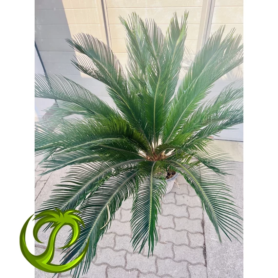 Cycas Revoluta 130-140cm teljes magasság