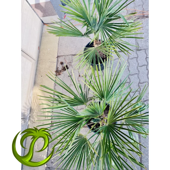 Kínai kenderpálma (trachycarpus fortunei) 15-20cm törzzsel