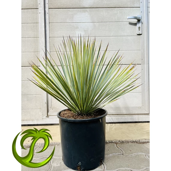 Yucca Rostrata 60cm